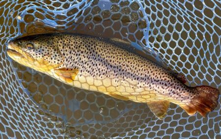 バンバン当たるわけではない ～岡崎トラウトポンド～